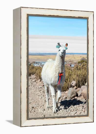 Llama with Uyuni Salt Flats-jkraft5-Framed Premier Image Canvas