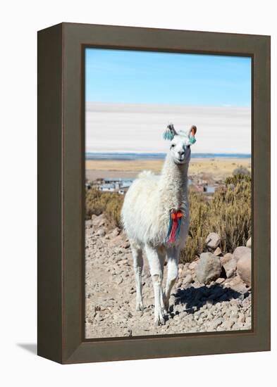 Llama with Uyuni Salt Flats-jkraft5-Framed Premier Image Canvas