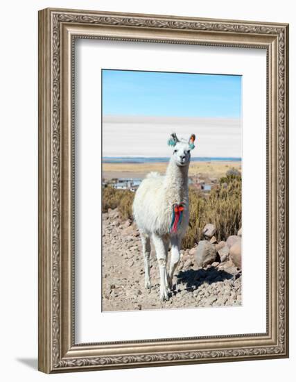 Llama with Uyuni Salt Flats-jkraft5-Framed Photographic Print