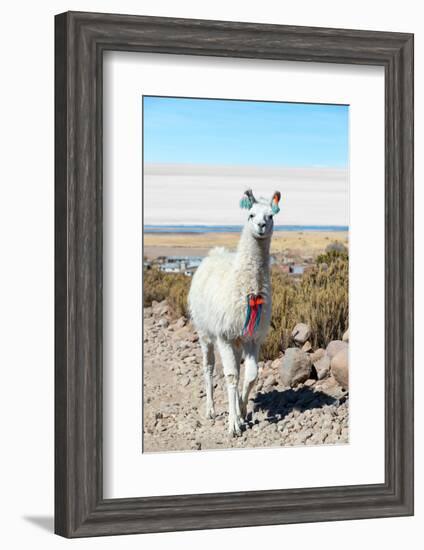 Llama with Uyuni Salt Flats-jkraft5-Framed Photographic Print