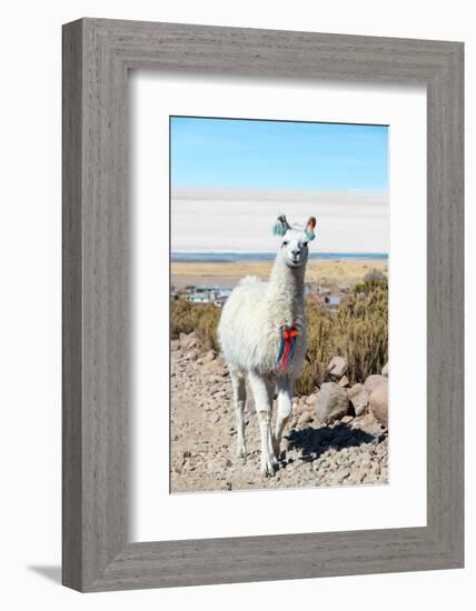 Llama with Uyuni Salt Flats-jkraft5-Framed Photographic Print