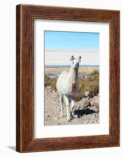 Llama with Uyuni Salt Flats-jkraft5-Framed Photographic Print