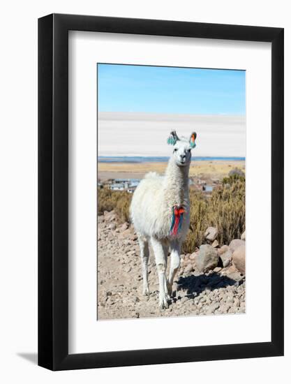 Llama with Uyuni Salt Flats-jkraft5-Framed Photographic Print