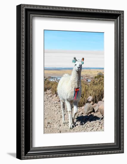 Llama with Uyuni Salt Flats-jkraft5-Framed Photographic Print