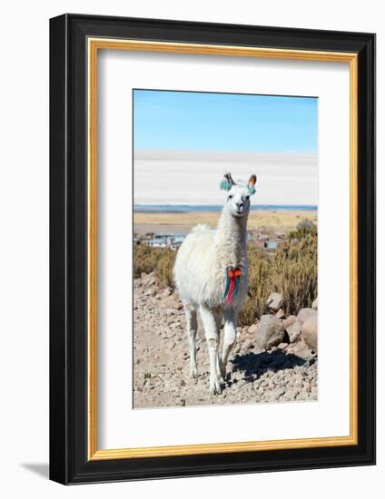 Llama with Uyuni Salt Flats-jkraft5-Framed Photographic Print