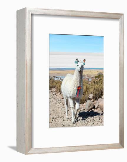 Llama with Uyuni Salt Flats-jkraft5-Framed Photographic Print