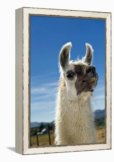 Llama-Tony Camacho-Framed Premier Image Canvas