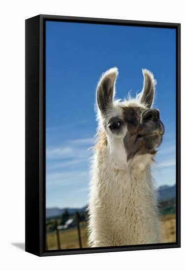 Llama-Tony Camacho-Framed Premier Image Canvas