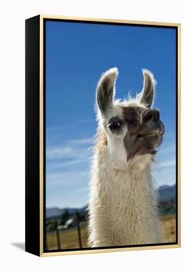 Llama-Tony Camacho-Framed Premier Image Canvas