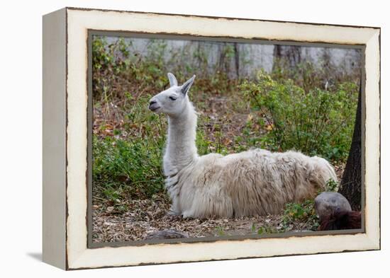 Llama-psvrusso-Framed Premier Image Canvas