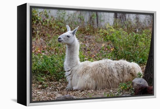 Llama-psvrusso-Framed Premier Image Canvas