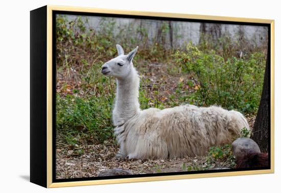 Llama-psvrusso-Framed Premier Image Canvas