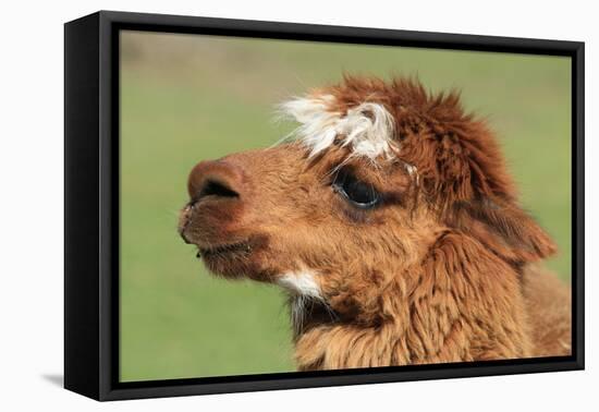 Llama-SWallace-Framed Premier Image Canvas