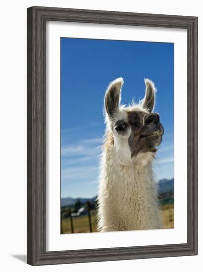 Llama-Tony Camacho-Framed Photographic Print