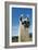 Llama-Tony Camacho-Framed Photographic Print