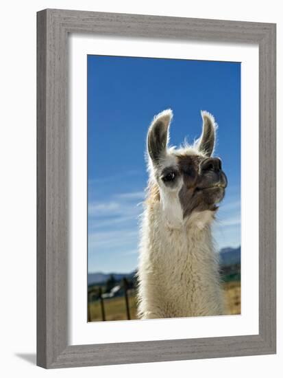 Llama-Tony Camacho-Framed Photographic Print