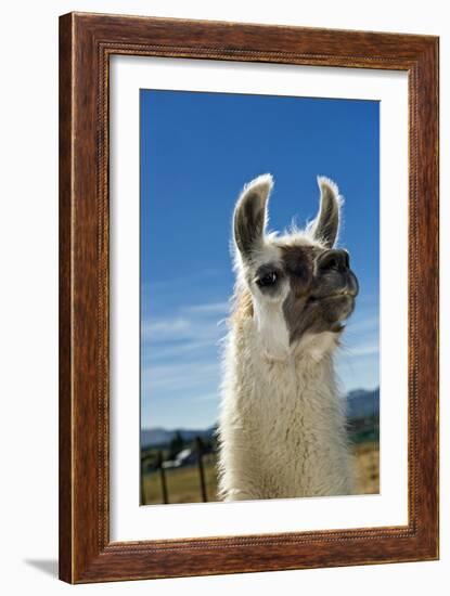 Llama-Tony Camacho-Framed Photographic Print