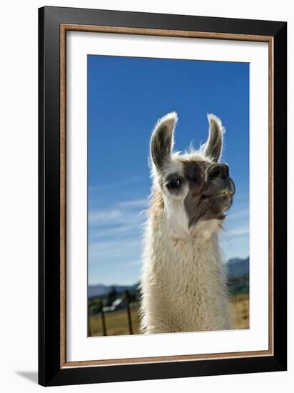 Llama-Tony Camacho-Framed Photographic Print