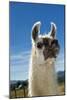 Llama-Tony Camacho-Mounted Photographic Print