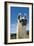 Llama-Tony Camacho-Framed Photographic Print