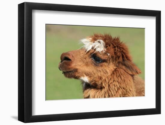 Llama-SWallace-Framed Photographic Print