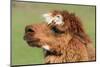 Llama-SWallace-Mounted Photographic Print