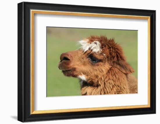 Llama-SWallace-Framed Photographic Print