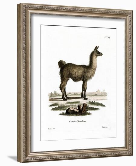 Llama-null-Framed Giclee Print