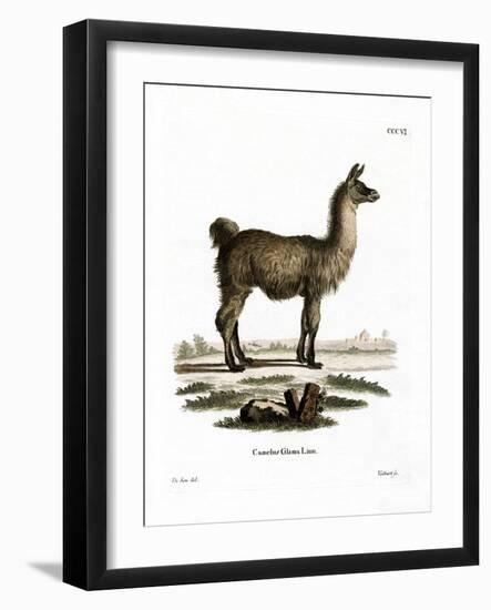 Llama-null-Framed Giclee Print