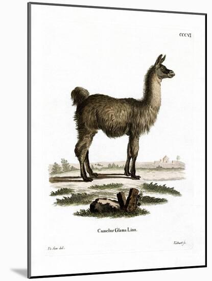 Llama-null-Mounted Giclee Print