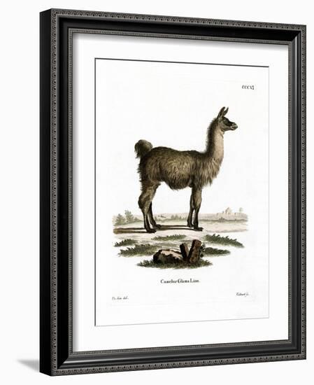 Llama-null-Framed Giclee Print