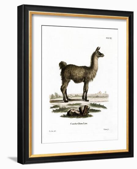 Llama-null-Framed Giclee Print