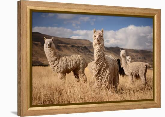 Llamas (Alpaca) in Andes Mountains, Peru, South America-Pavel Svoboda Photography-Framed Premier Image Canvas