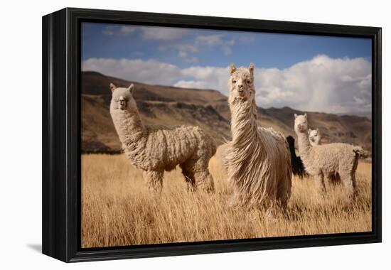 Llamas (Alpaca) in Andes Mountains, Peru, South America-Pavel Svoboda Photography-Framed Premier Image Canvas