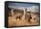 Llamas (Alpaca) in Andes Mountains, Peru, South America-Pavel Svoboda Photography-Framed Premier Image Canvas