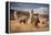 Llamas (Alpaca) in Andes Mountains, Peru, South America-Pavel Svoboda Photography-Framed Premier Image Canvas