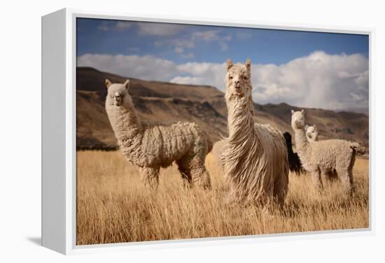 Llamas (Alpaca) in Andes Mountains, Peru, South America-Pavel Svoboda Photography-Framed Premier Image Canvas