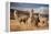 Llamas (Alpaca) in Andes Mountains, Peru, South America-Pavel Svoboda Photography-Framed Premier Image Canvas