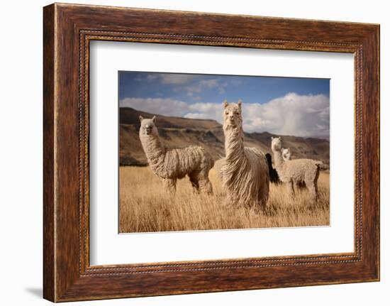 Llamas (Alpaca) in Andes Mountains, Peru, South America-Pavel Svoboda Photography-Framed Photographic Print