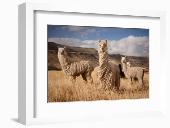 Llamas (Alpaca) in Andes Mountains, Peru, South America-Pavel Svoboda Photography-Framed Photographic Print