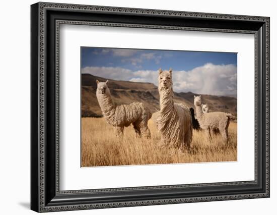 Llamas (Alpaca) in Andes Mountains, Peru, South America-Pavel Svoboda Photography-Framed Photographic Print