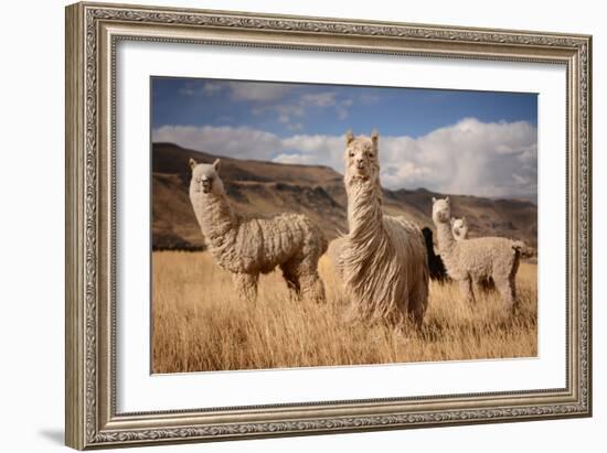 Llamas (Alpaca) in Andes Mountains, Peru, South America-Pavel Svoboda Photography-Framed Photographic Print