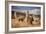 Llamas (Alpaca) in Andes Mountains, Peru, South America-Pavel Svoboda Photography-Framed Photographic Print