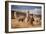 Llamas (Alpaca) in Andes Mountains, Peru, South America-Pavel Svoboda Photography-Framed Photographic Print