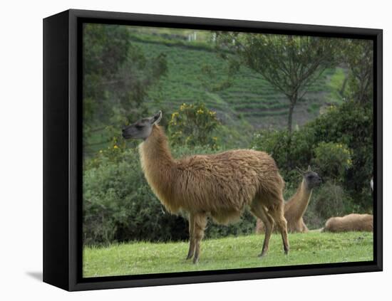 Llamas Amid the Inca Ruins at Ingapirca in the Andes Mountains, Ecuador-null-Framed Premier Image Canvas