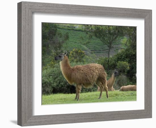 Llamas Amid the Inca Ruins at Ingapirca in the Andes Mountains, Ecuador-null-Framed Photographic Print