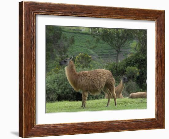 Llamas Amid the Inca Ruins at Ingapirca in the Andes Mountains, Ecuador-null-Framed Photographic Print