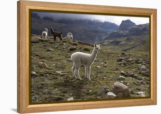 Llamas and Alpacas, Andes, Peru, South America-Peter Groenendijk-Framed Premier Image Canvas