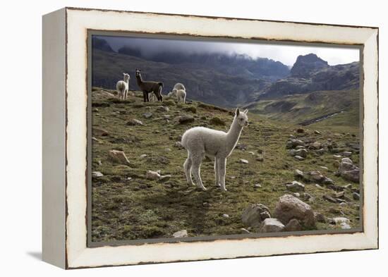 Llamas and Alpacas, Andes, Peru, South America-Peter Groenendijk-Framed Premier Image Canvas