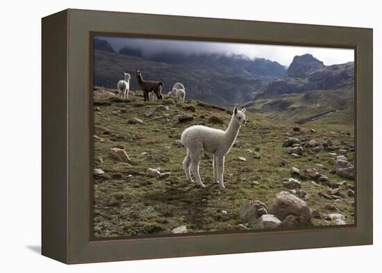 Llamas and Alpacas, Andes, Peru, South America-Peter Groenendijk-Framed Premier Image Canvas